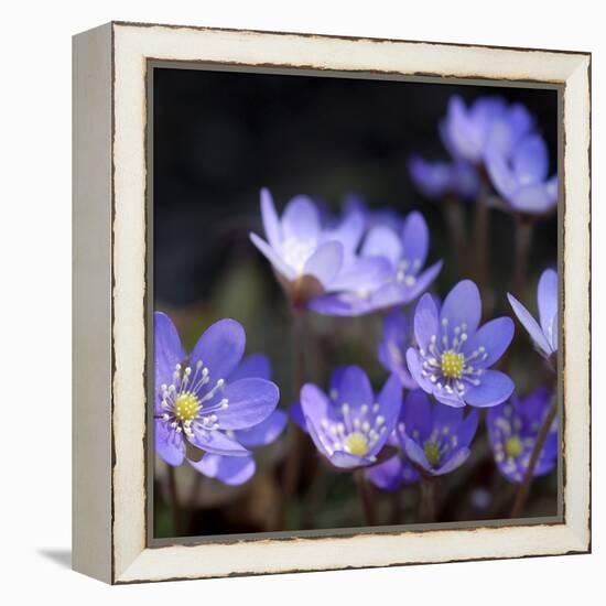 Purple Flowers-null-Framed Premier Image Canvas