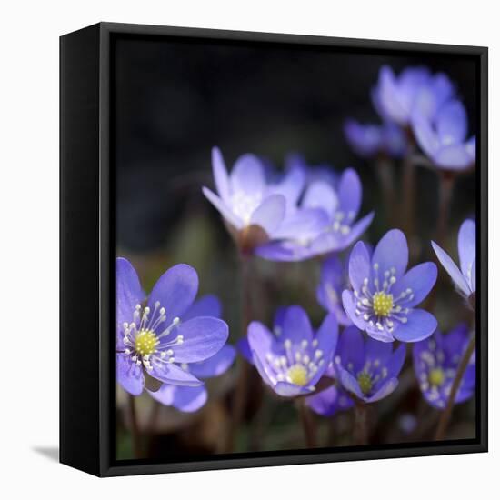 Purple Flowers-null-Framed Premier Image Canvas