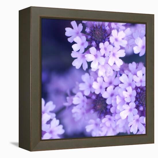 Purple Flowers-null-Framed Premier Image Canvas