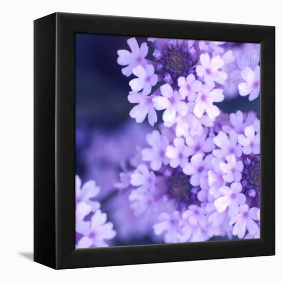 Purple Flowers-null-Framed Premier Image Canvas