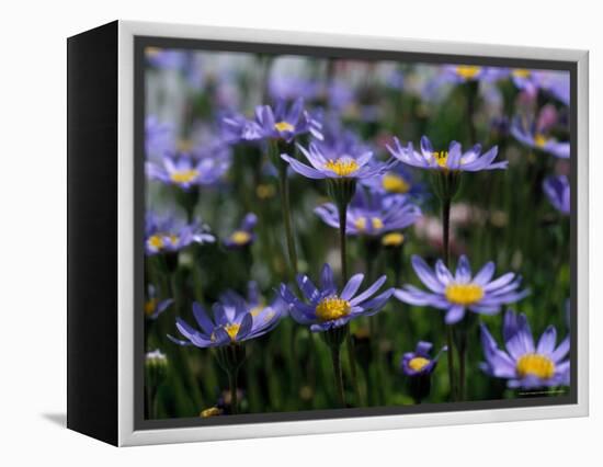 Purple Flowers-Mitch Diamond-Framed Premier Image Canvas