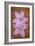 Purple Flowers-Den Reader-Framed Photographic Print