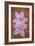 Purple Flowers-Den Reader-Framed Photographic Print