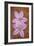 Purple Flowers-Den Reader-Framed Photographic Print