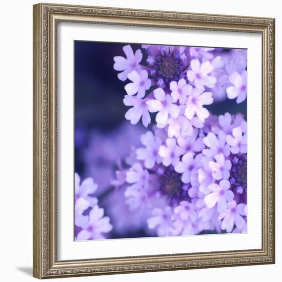 Purple Flowers-null-Framed Photographic Print