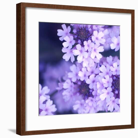 Purple Flowers-null-Framed Photographic Print