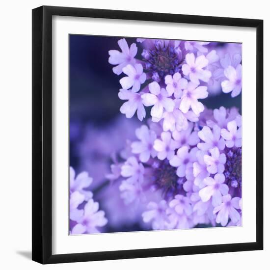 Purple Flowers-null-Framed Photographic Print