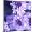 Purple Flowers-null-Mounted Photographic Print