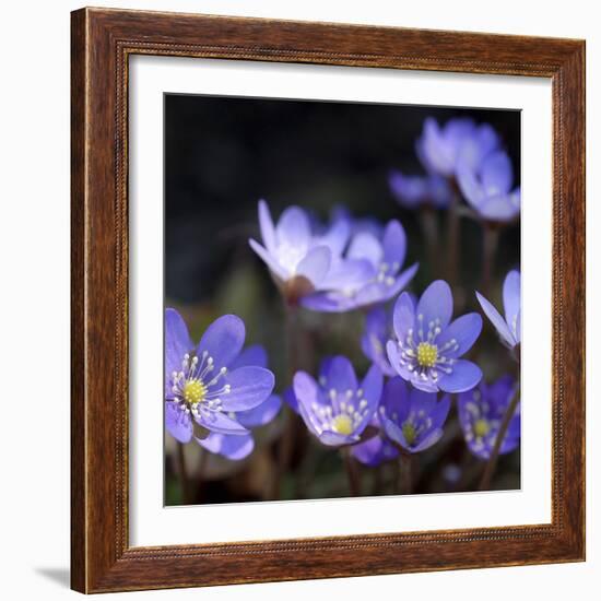 Purple Flowers-null-Framed Photographic Print