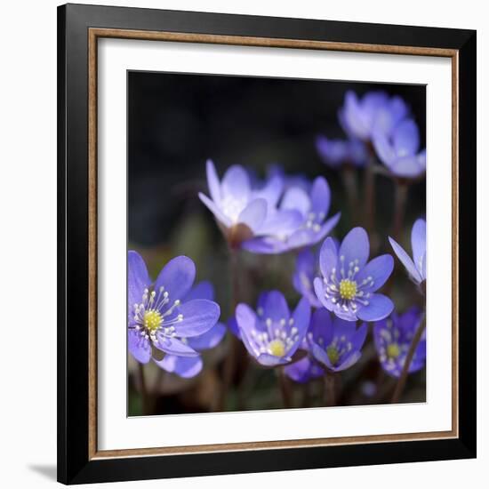 Purple Flowers-null-Framed Photographic Print