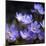 Purple Flowers-null-Mounted Photographic Print