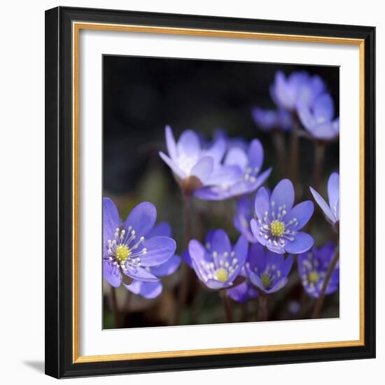 Purple Flowers-null-Framed Photographic Print