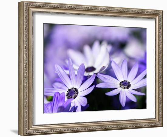 Purple Flowers-null-Framed Photographic Print