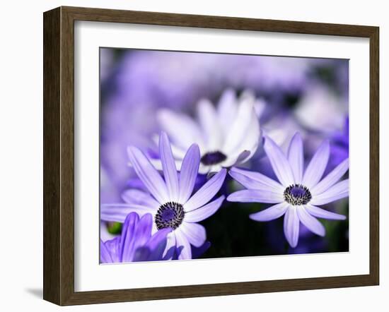 Purple Flowers-null-Framed Photographic Print