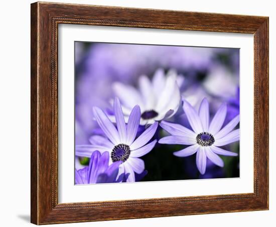 Purple Flowers-null-Framed Photographic Print