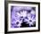 Purple Flowers-null-Framed Photographic Print