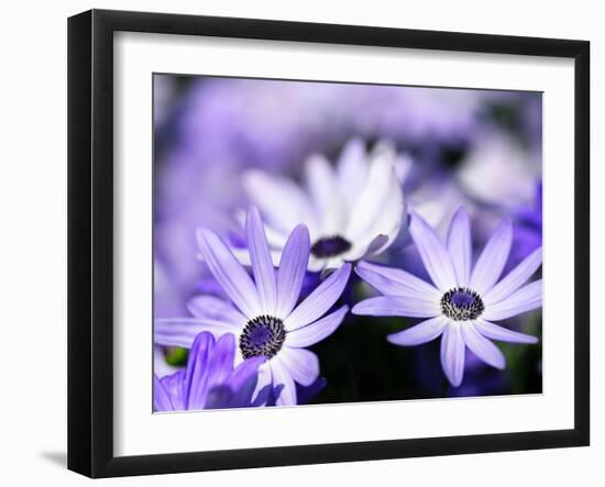 Purple Flowers--Framed Photographic Print