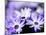 Purple Flowers-null-Mounted Photographic Print