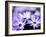 Purple Flowers-null-Framed Photographic Print