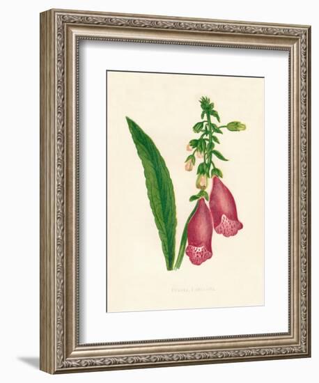 'Purple Foxglove', c1891, (1891)-Anne Pratt-Framed Giclee Print