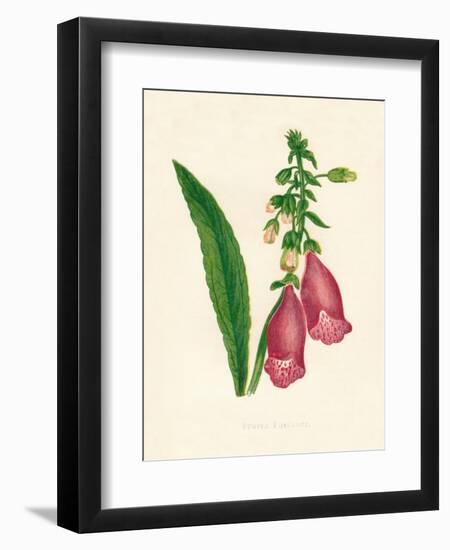 'Purple Foxglove', c1891, (1891)-Anne Pratt-Framed Giclee Print