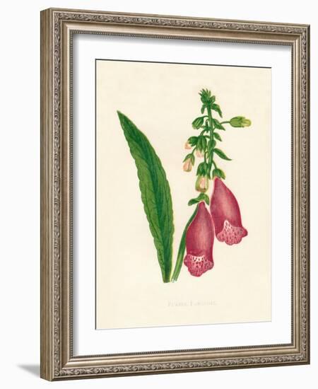 'Purple Foxglove', c1891, (1891)-Anne Pratt-Framed Giclee Print