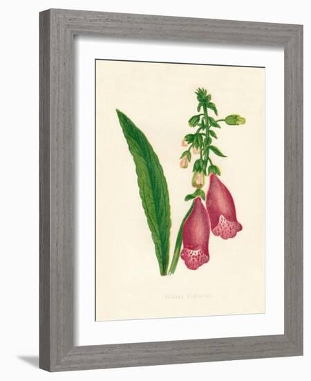 'Purple Foxglove', c1891, (1891)-Anne Pratt-Framed Giclee Print