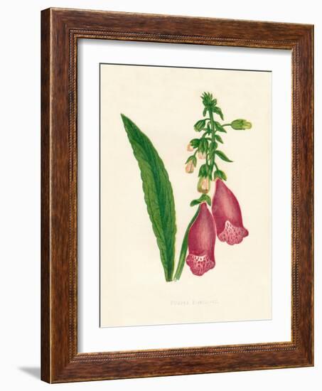 'Purple Foxglove', c1891, (1891)-Anne Pratt-Framed Giclee Print