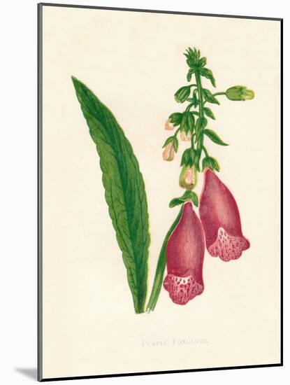 'Purple Foxglove', c1891, (1891)-Anne Pratt-Mounted Giclee Print