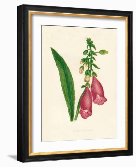 'Purple Foxglove', c1891, (1891)-Anne Pratt-Framed Giclee Print