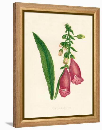 'Purple Foxglove', c1891, (1891)-Anne Pratt-Framed Premier Image Canvas