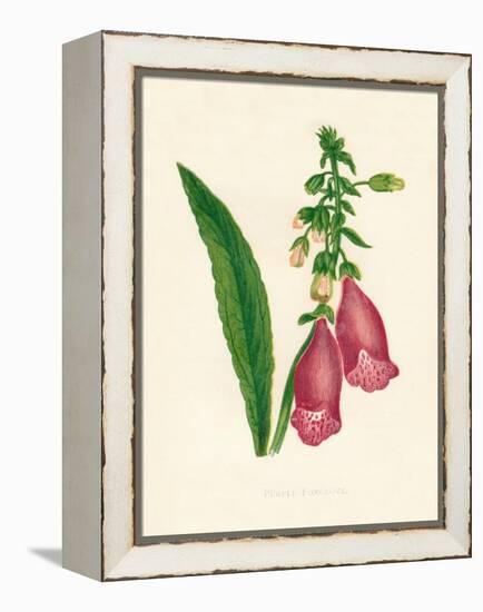 'Purple Foxglove', c1891, (1891)-Anne Pratt-Framed Premier Image Canvas