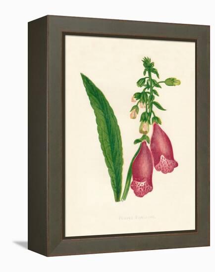 'Purple Foxglove', c1891, (1891)-Anne Pratt-Framed Premier Image Canvas