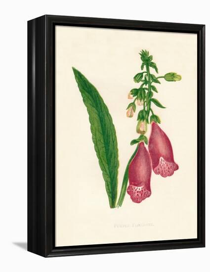 'Purple Foxglove', c1891, (1891)-Anne Pratt-Framed Premier Image Canvas