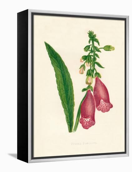 'Purple Foxglove', c1891, (1891)-Anne Pratt-Framed Premier Image Canvas