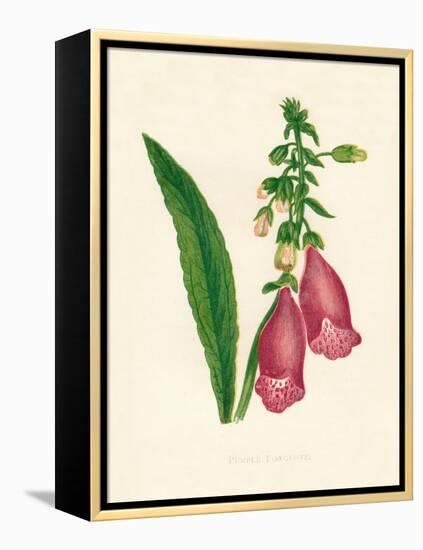 'Purple Foxglove', c1891, (1891)-Anne Pratt-Framed Premier Image Canvas