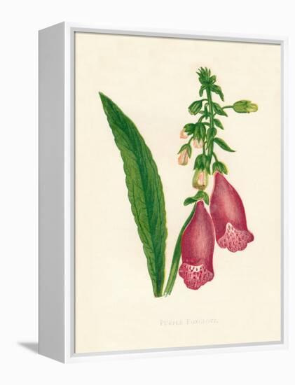 'Purple Foxglove', c1891, (1891)-Anne Pratt-Framed Premier Image Canvas