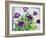 Purple Fringe Tulips-Christopher Ryland-Framed Giclee Print