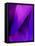 Purple Fuschia Blue Wrap-Ruth Palmer-Framed Stretched Canvas