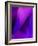 Purple Fuschia Blue Wrap-Ruth Palmer-Framed Art Print