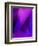 Purple Fuschia Blue Wrap-Ruth Palmer-Framed Art Print