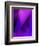 Purple Fuschia Blue Wrap-Ruth Palmer-Framed Art Print