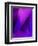 Purple Fuschia Blue Wrap-Ruth Palmer-Framed Art Print