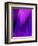 Purple Fuschia Blue Wrap-Ruth Palmer-Framed Art Print