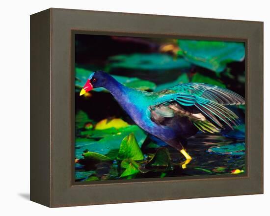 Purple Gallinule Foraging, Everglades National Park, Florida, USA-Charles Sleicher-Framed Premier Image Canvas