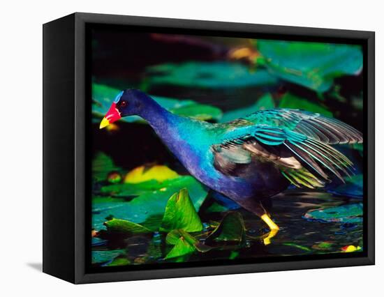 Purple Gallinule Foraging, Everglades National Park, Florida, USA-Charles Sleicher-Framed Premier Image Canvas