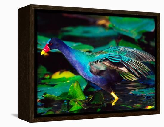 Purple Gallinule Foraging, Everglades National Park, Florida, USA-Charles Sleicher-Framed Premier Image Canvas