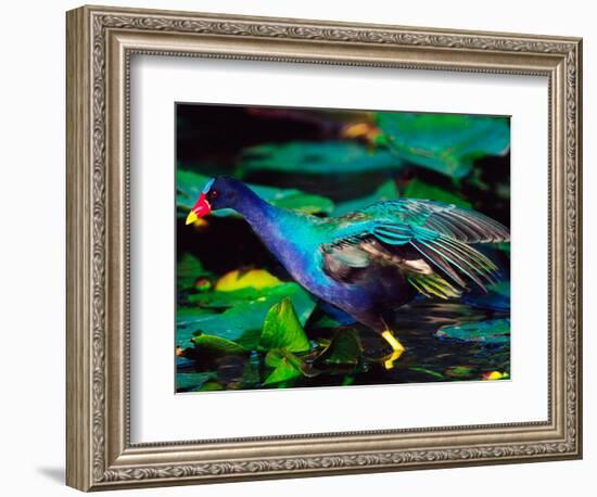 Purple Gallinule Foraging, Everglades National Park, Florida, USA-Charles Sleicher-Framed Photographic Print