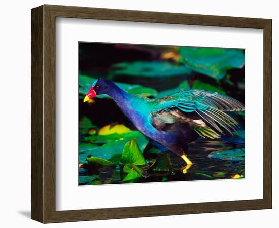 Purple Gallinule Foraging, Everglades National Park, Florida, USA-Charles Sleicher-Framed Photographic Print