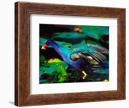 Purple Gallinule Foraging, Everglades National Park, Florida, USA-Charles Sleicher-Framed Photographic Print